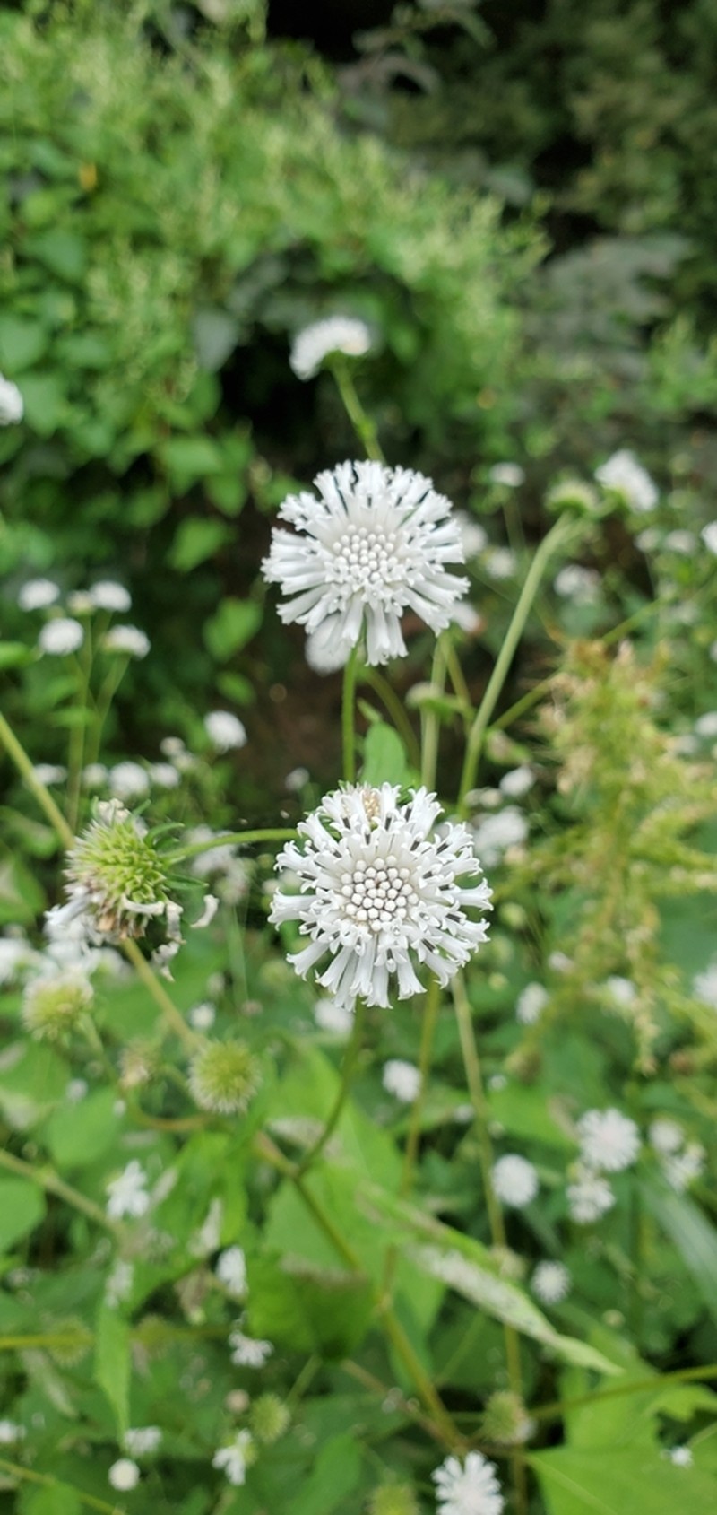 Snow Squarestem photo 8