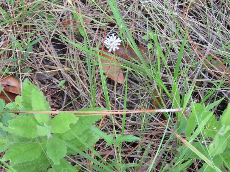 Small-Leaf Squarestem
