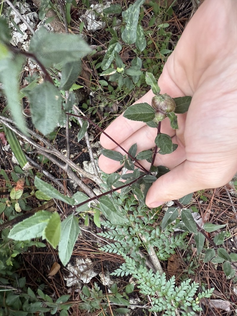 Small-Leaf Squarestem photo 2