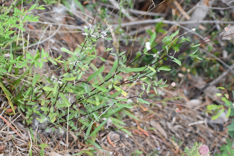 Small-Leaf Squarestem photo 3