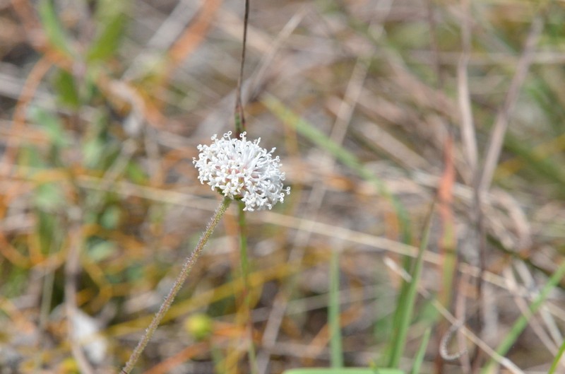 Small-Leaf Squarestem photo 4