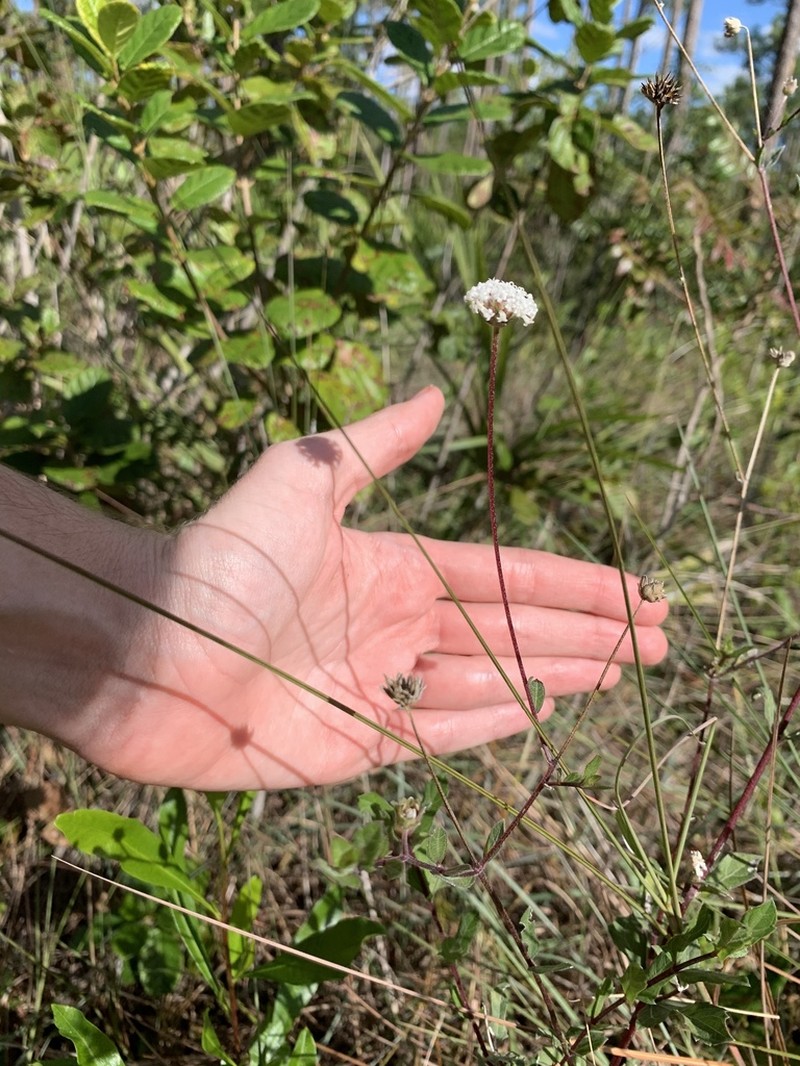 Small-Leaf Squarestem photo 5