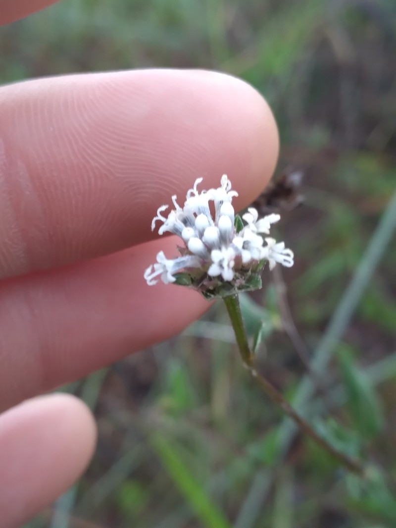Small-Leaf Squarestem photo 6