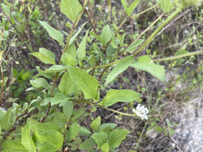 Small-Leaf Squarestem photo 7