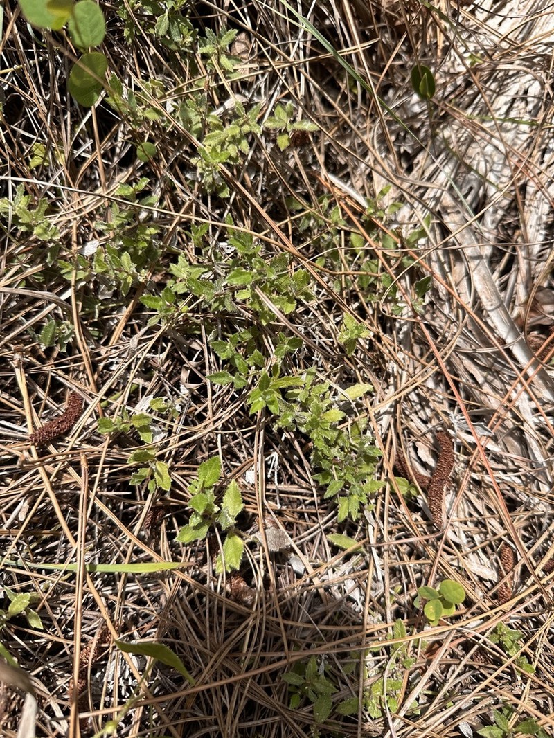 Small-Leaf Squarestem photo 8