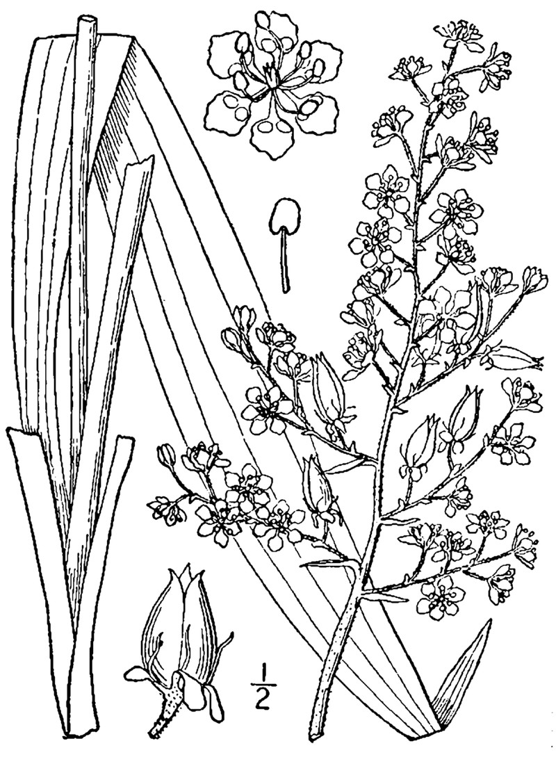 Slender Bunchflower