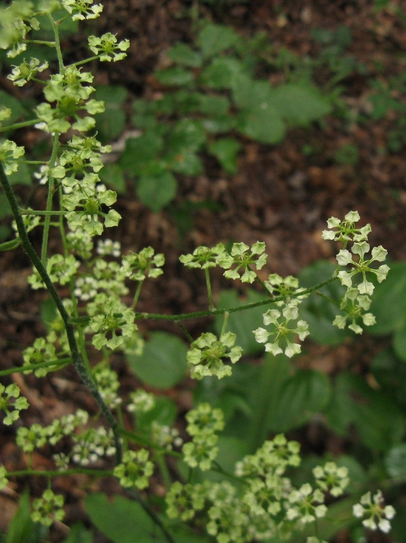 Slender Bunchflower photo 3