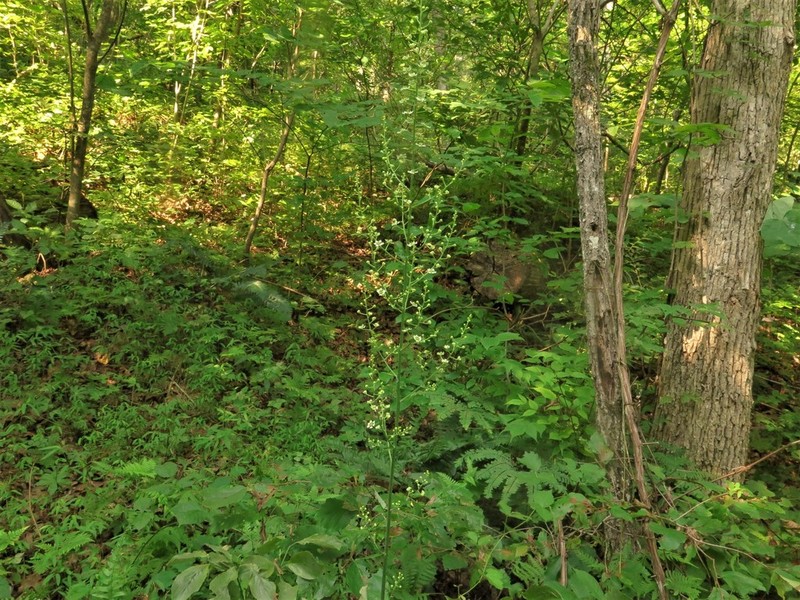 Slender Bunchflower photo 5
