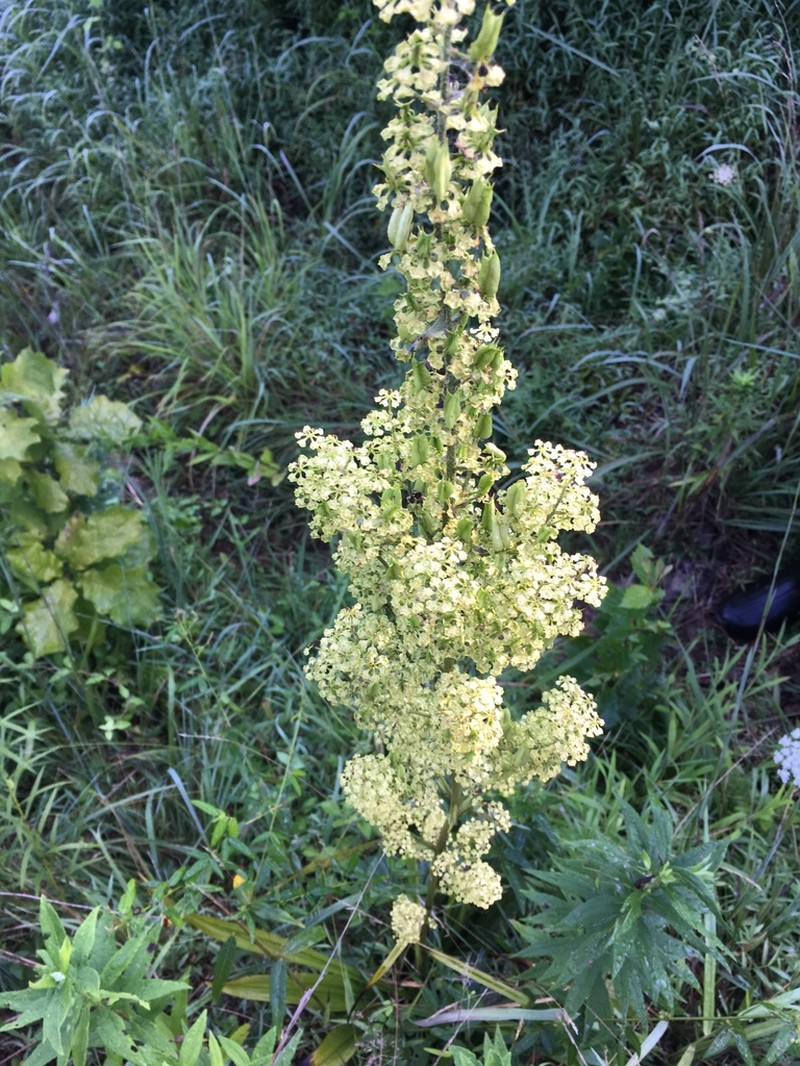Slender Bunchflower photo 6