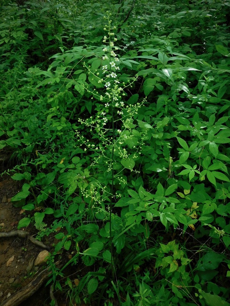 Slender Bunchflower photo 7