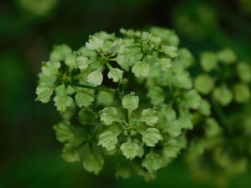 Slender Bunchflower photo 8