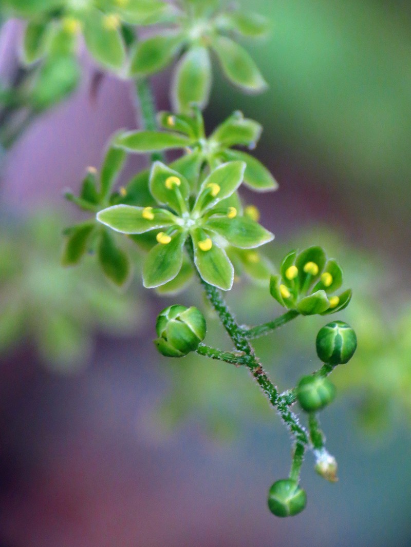 Appalachian Bunchflower