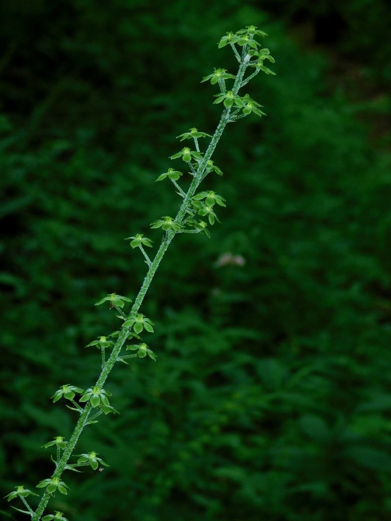 Appalachian Bunchflower photo 2
