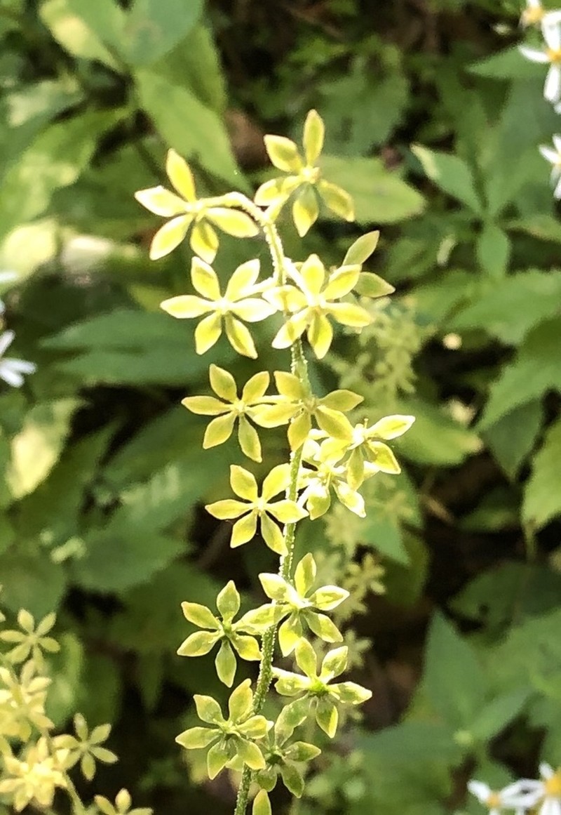 Appalachian Bunchflower photo 3