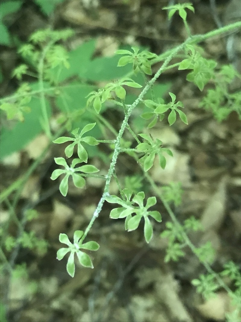 Appalachian Bunchflower photo 4
