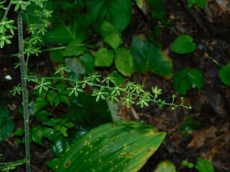 Appalachian Bunchflower photo 5