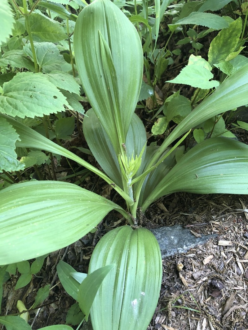Appalachian Bunchflower photo 6