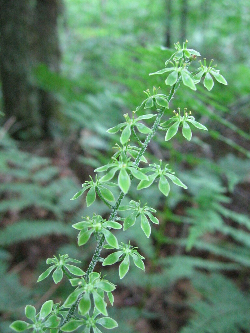 Appalachian Bunchflower photo 7