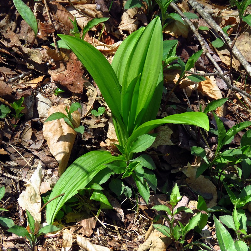 Appalachian Bunchflower photo 8