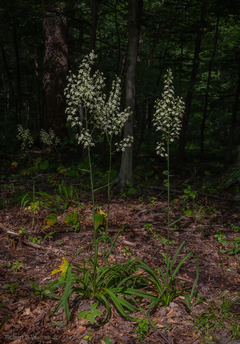 Virginia Bunchflower