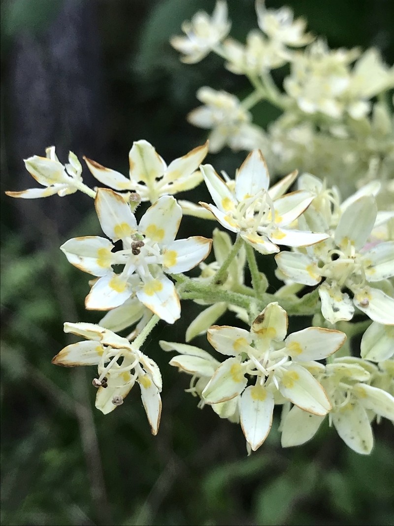 Virginia Bunchflower photo 2