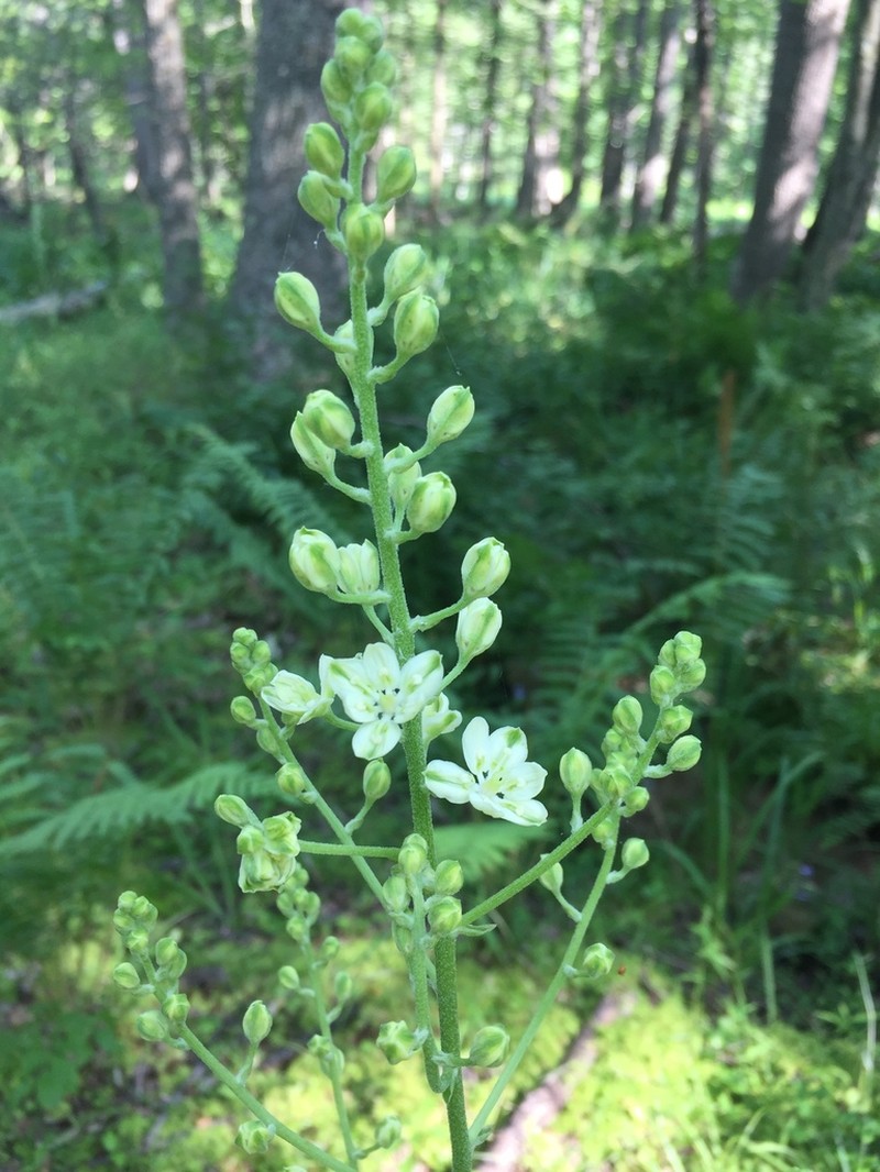 Virginia Bunchflower photo 3
