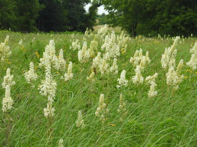Virginia Bunchflower photo 5