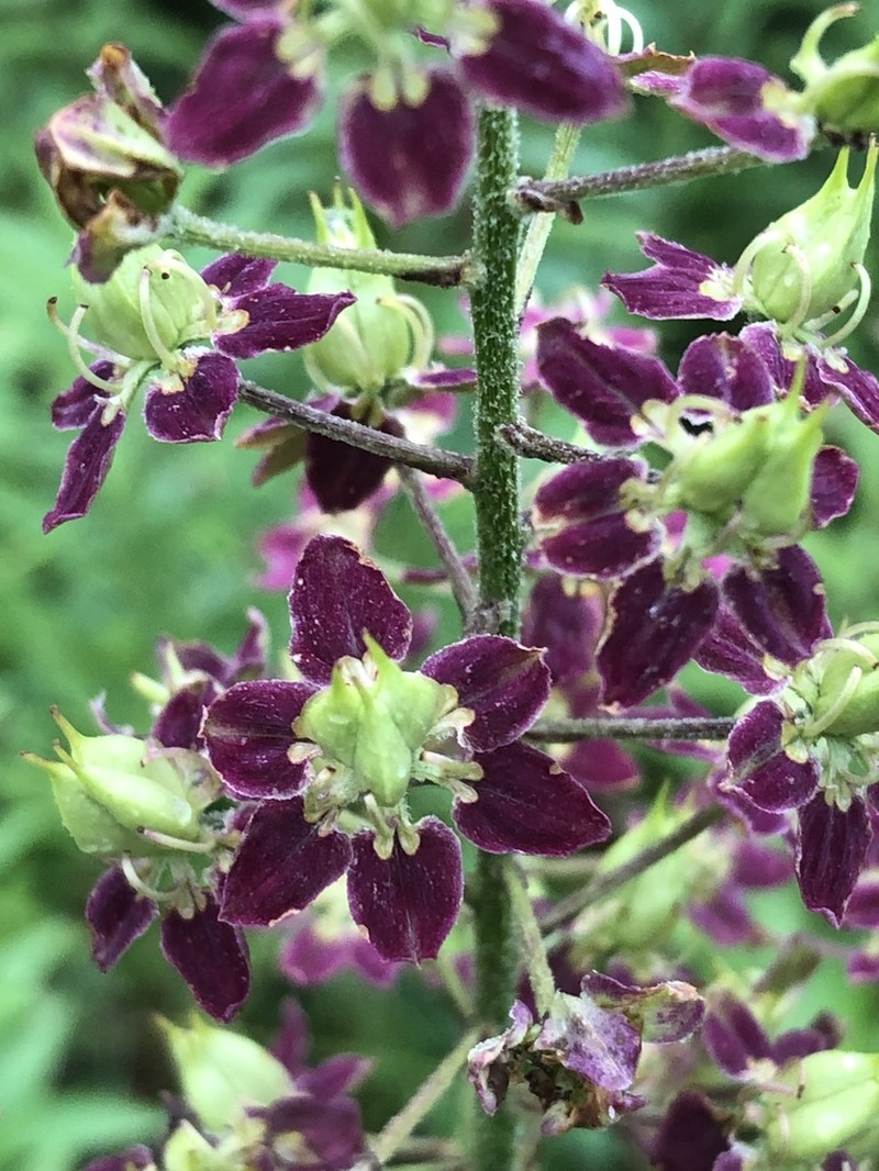 Virginia Bunchflower photo 6