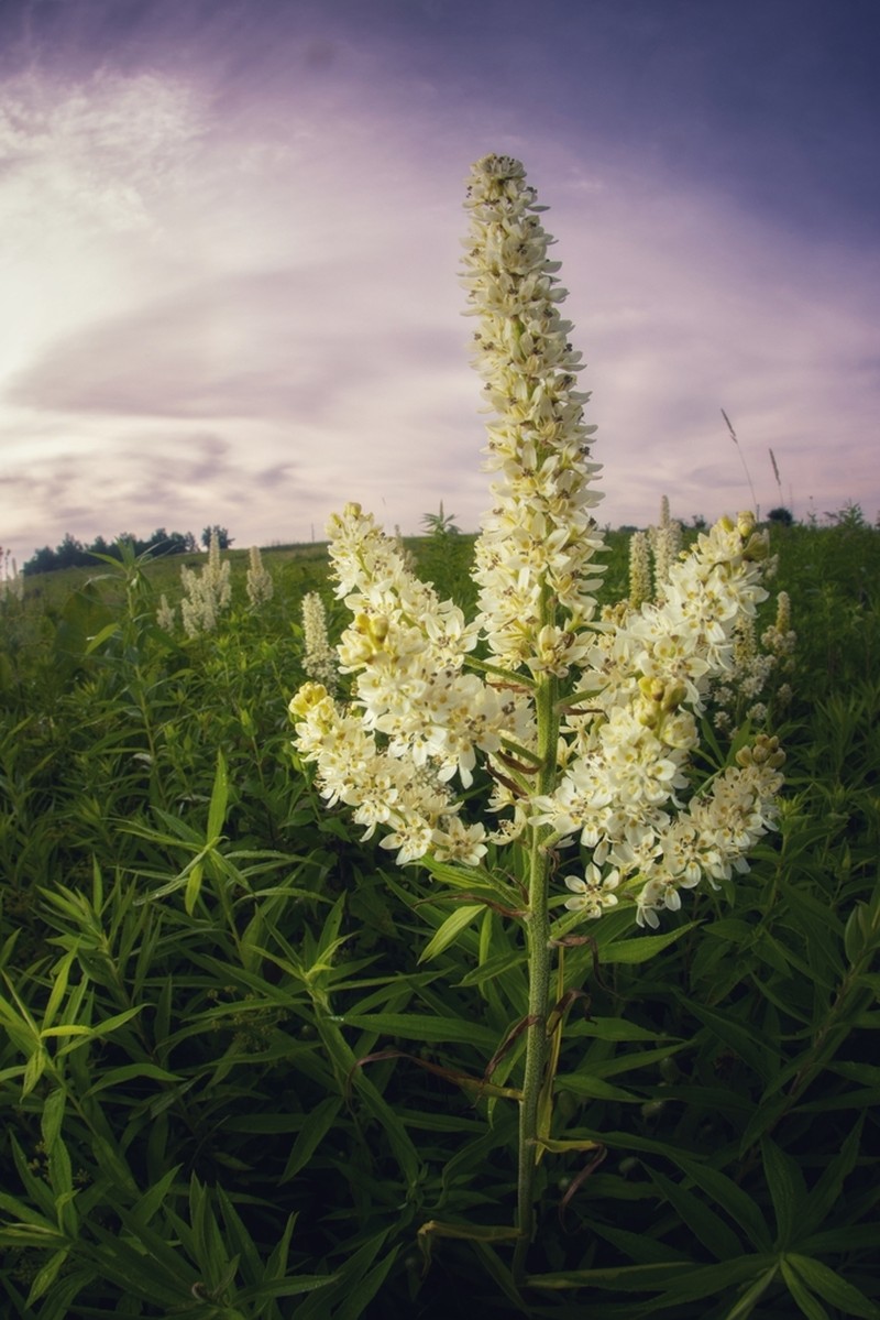 Virginia Bunchflower photo 8