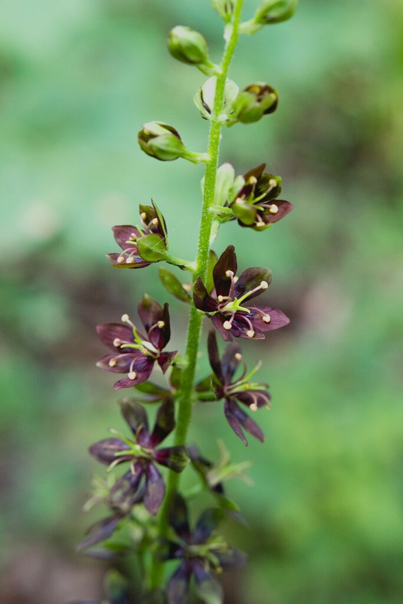 Wood's Bunchflower
