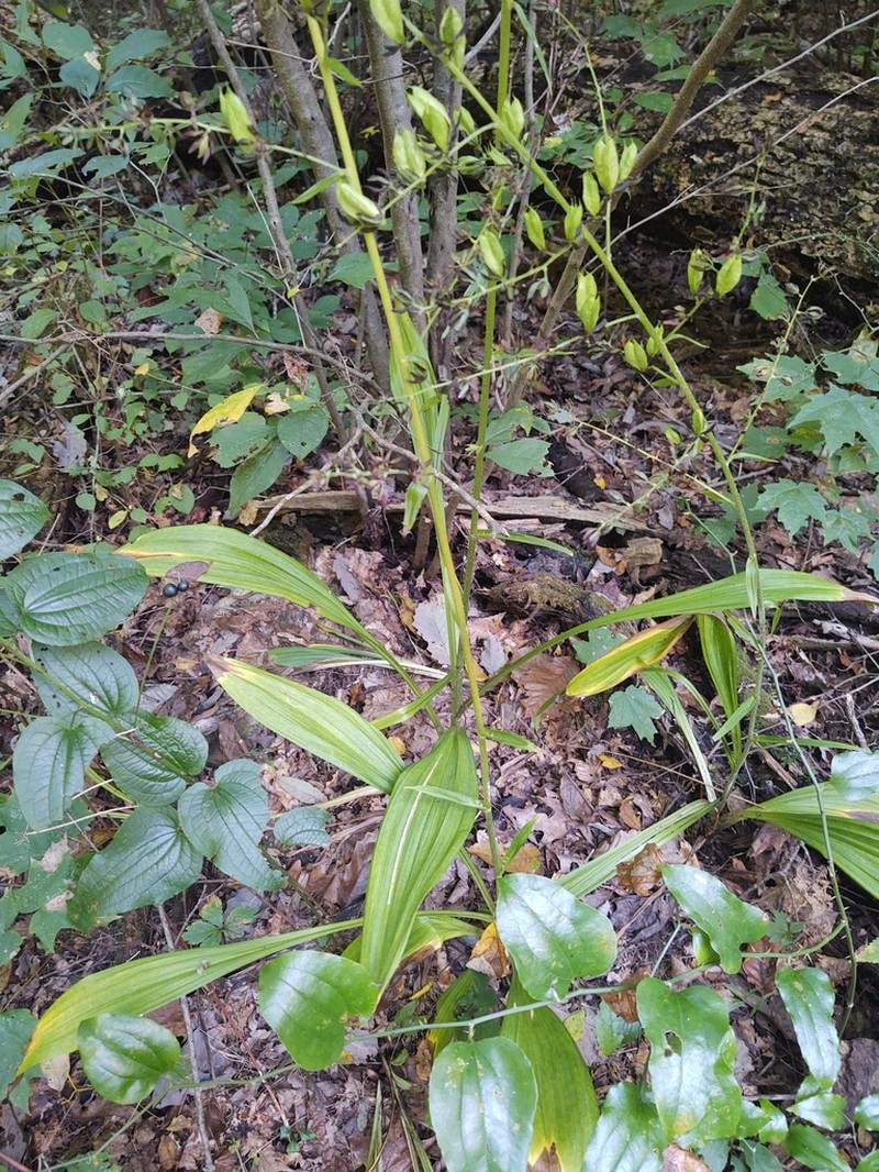 Wood's Bunchflower photo 2