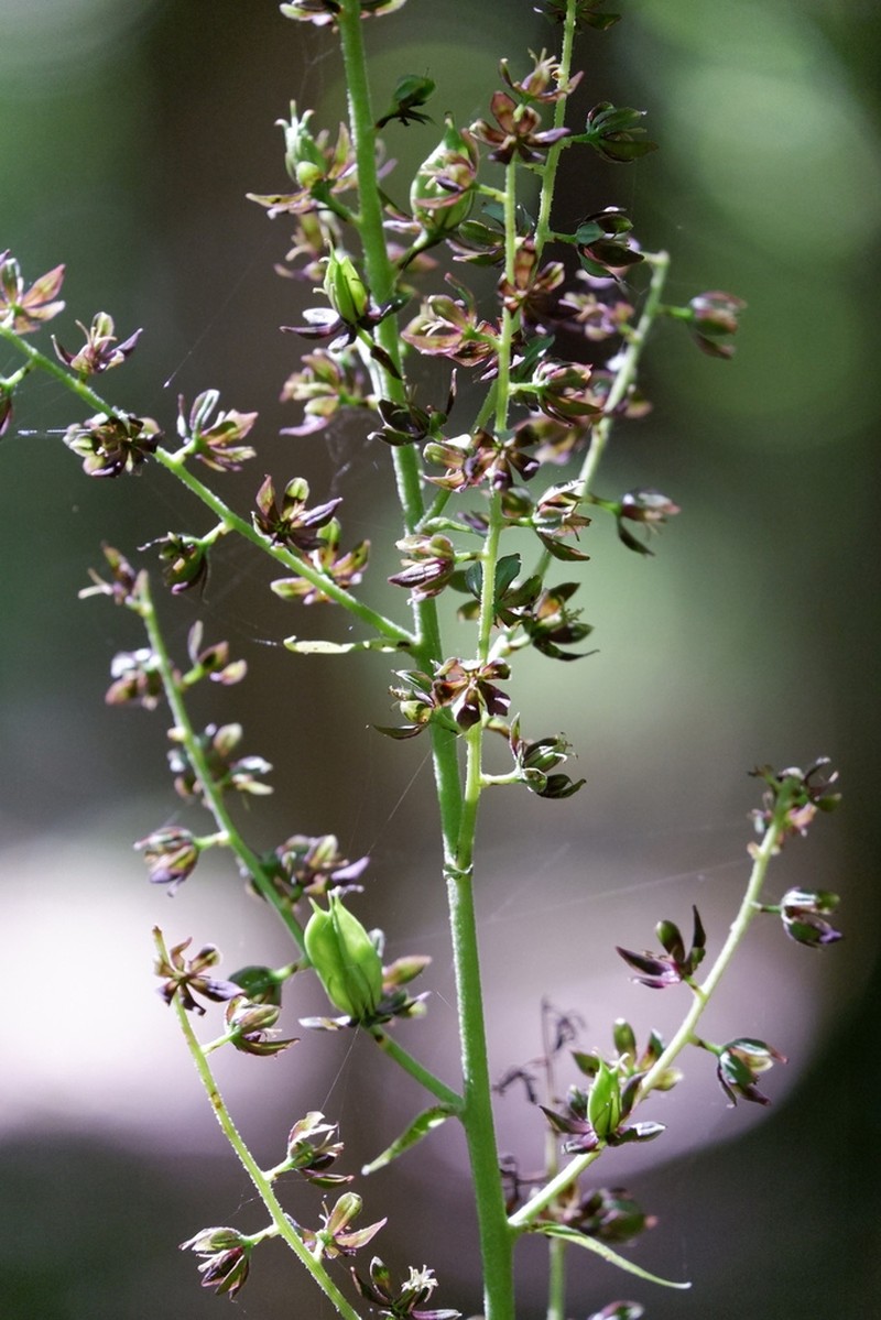 Wood's Bunchflower photo 3