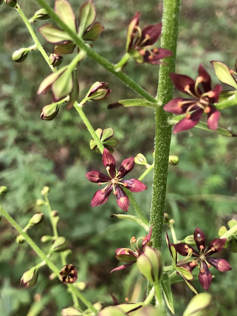 Wood's Bunchflower photo 4