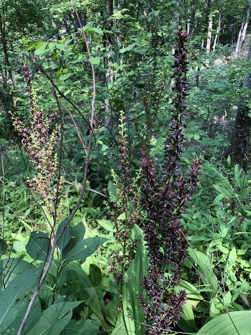 Wood's Bunchflower photo 5