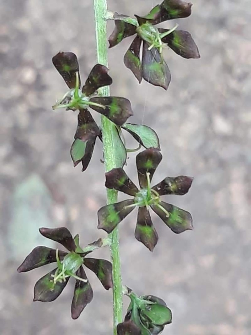 Wood's Bunchflower photo 6