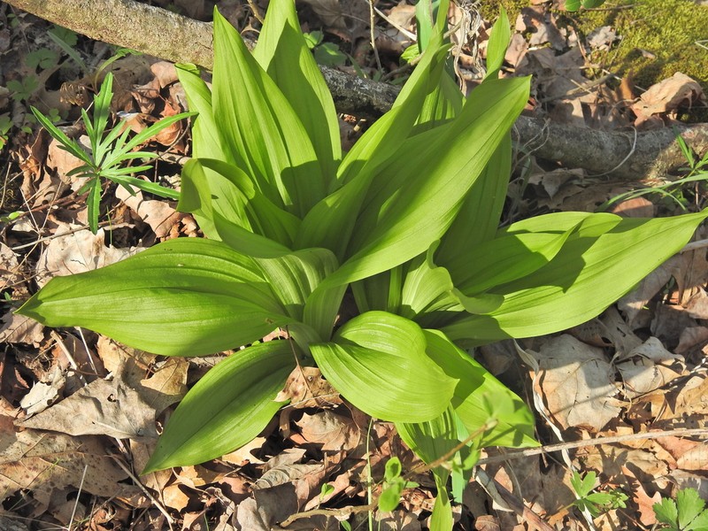 Wood's Bunchflower photo 7