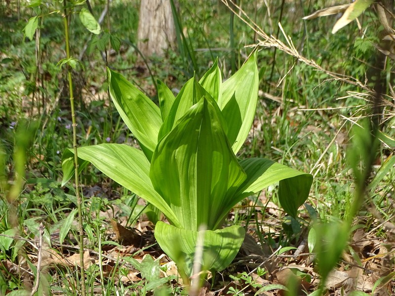 Wood's Bunchflower photo 8