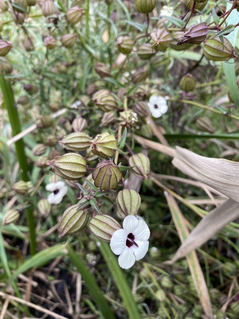 Melasma scabrum var. scabrum