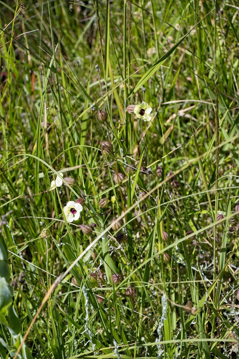 Melasma scabrum var. scabrum photo 2