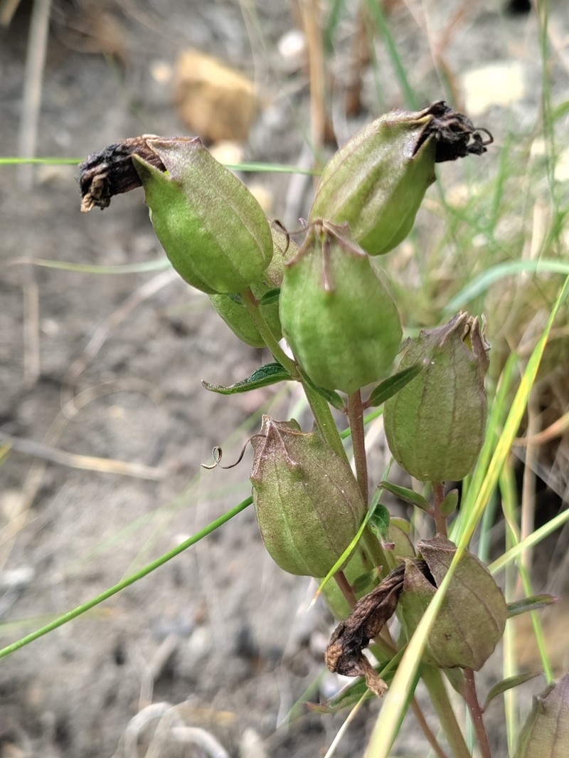 Melasma scabrum var. scabrum photo 3