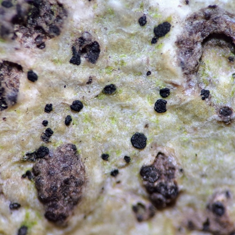 Melaspilea Lichen