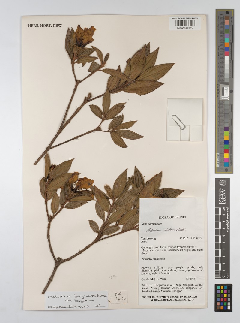 Melastoma borijanum var. borijanum