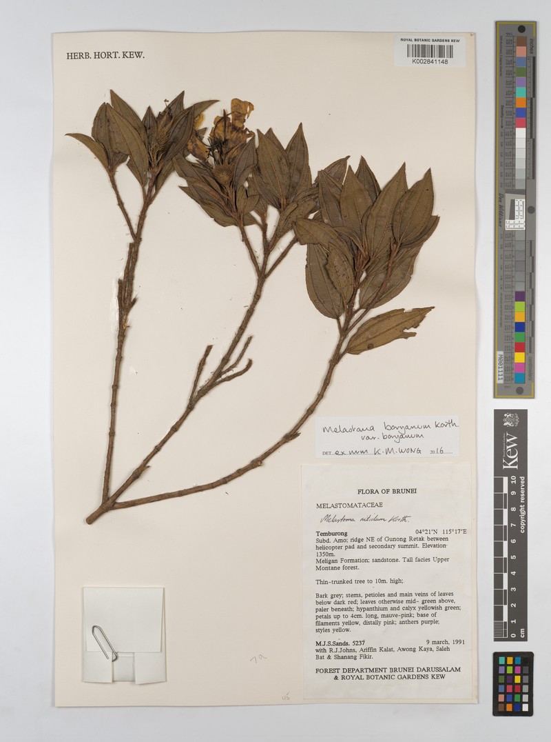 Melastoma borijanum var. borijanum photo 2