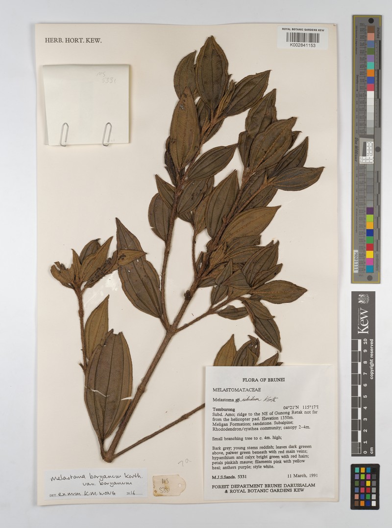 Melastoma borijanum var. borijanum photo 3