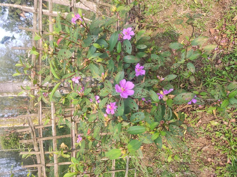 Malabar Melastome photo 5