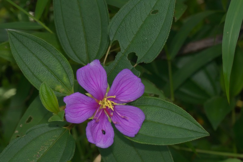 Malabar Melastome photo 6