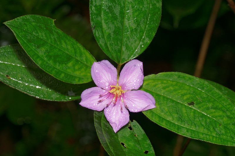 Malabar Melastome photo 7
