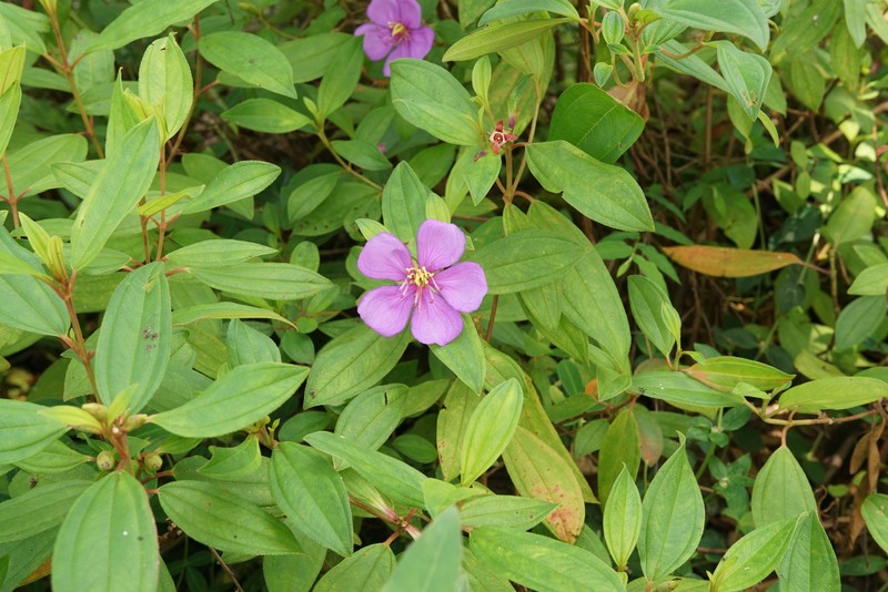 Malabar Melastome photo 2