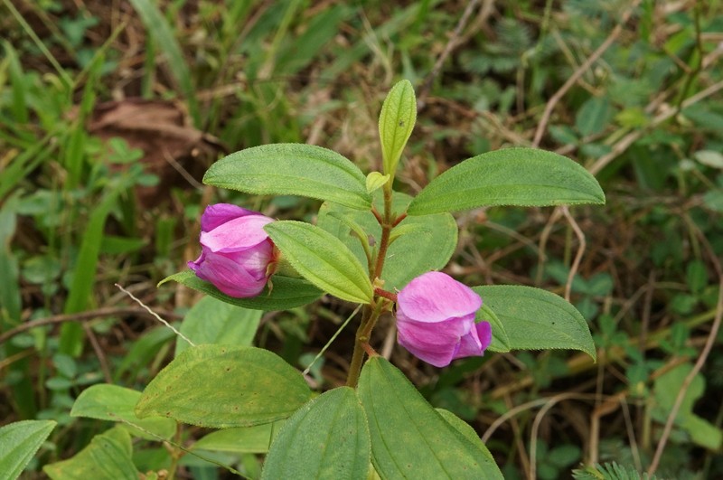 Malabar Melastome photo 3