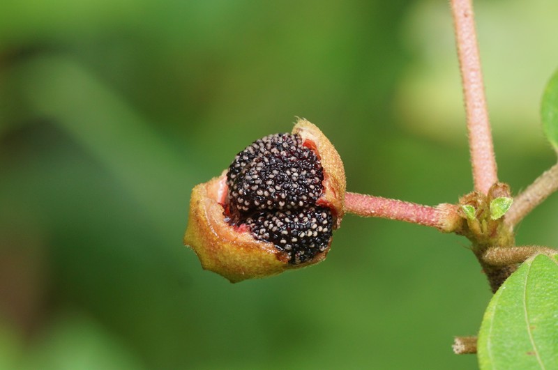Malabar Melastome photo 4